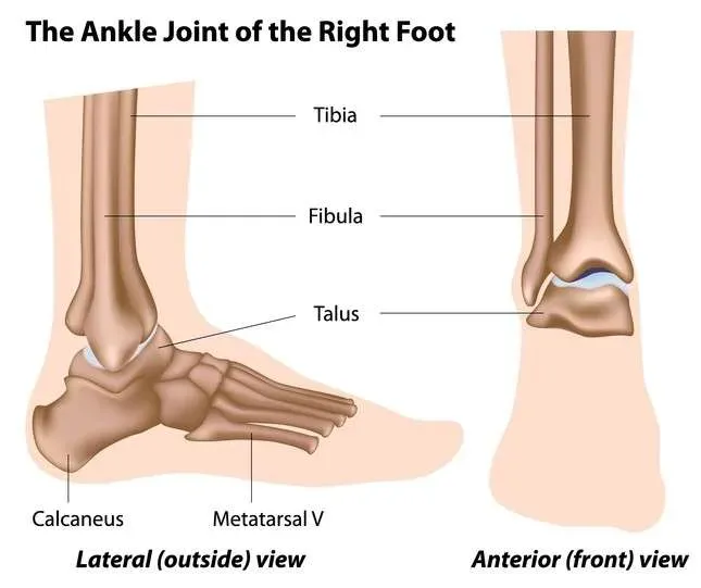 Review of Foot and Ankle Anatomy - Sports Medicine Review